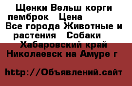 Щенки Вельш корги пемброк › Цена ­ 35 000 - Все города Животные и растения » Собаки   . Хабаровский край,Николаевск-на-Амуре г.